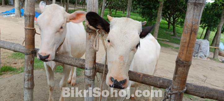 রানী সংকর জাতের এক জোড়া বকনা বাছুর বিক্রি করা হবে